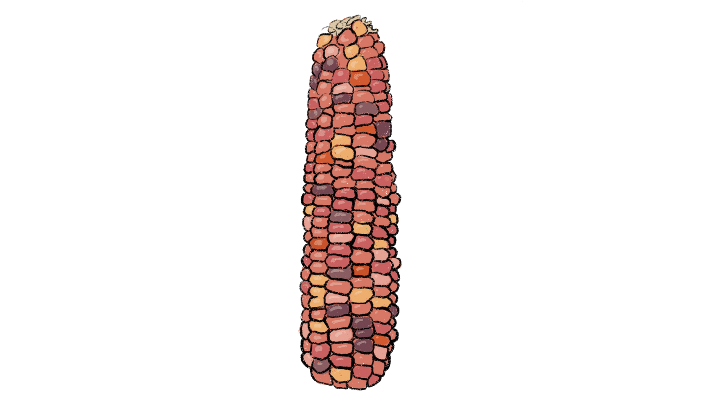 Wikti Corn ~ Zea Mays