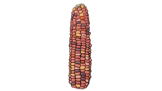Wikti Corn ~ Zea Mays