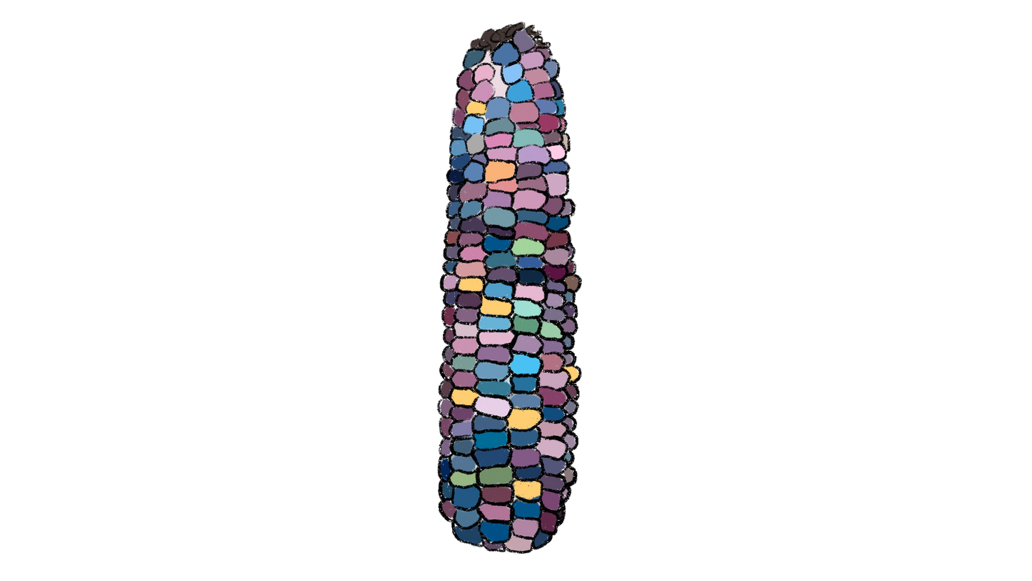 Glass Gem Flint Corn ~ Zea Mays