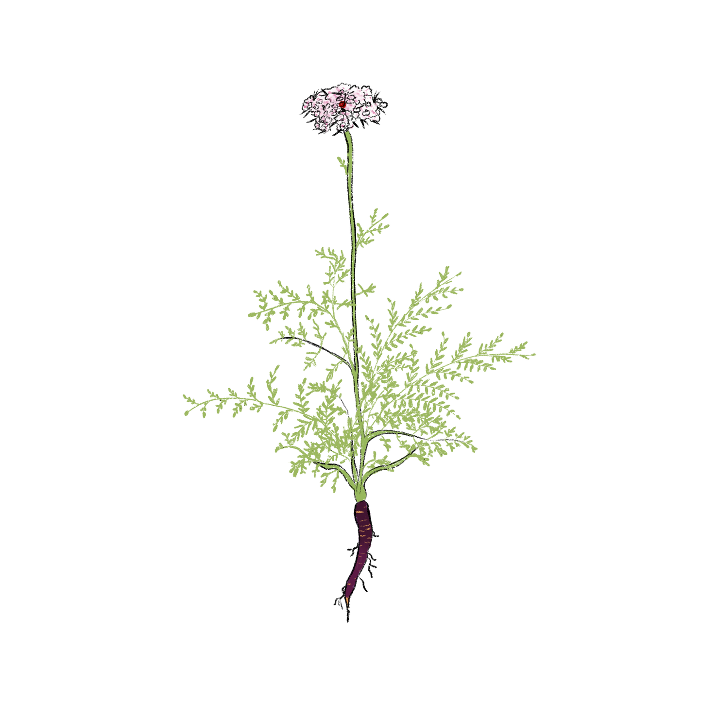 Gniff Flowering Carrot ~ Daucus Carota