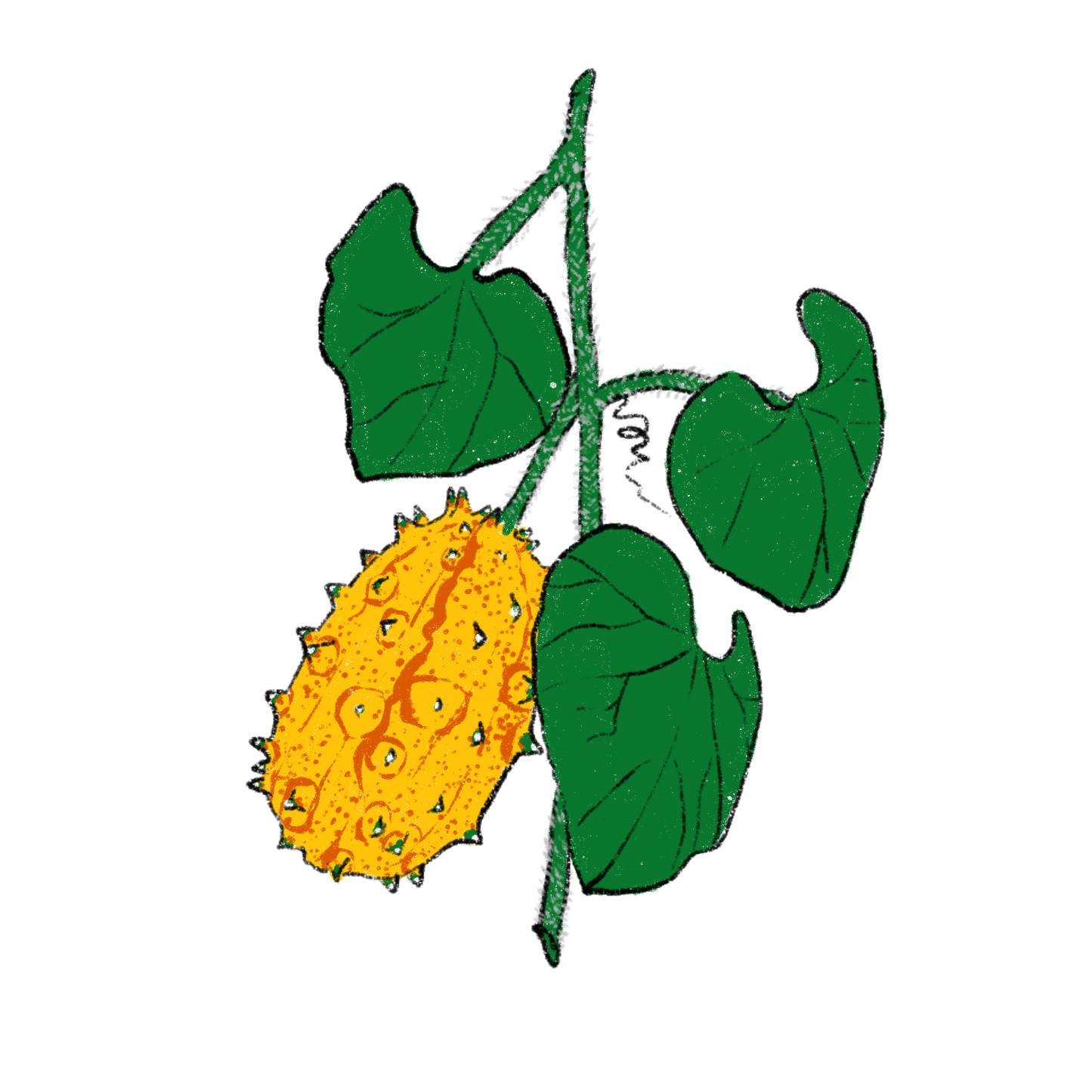 African Horned Kiwano Melon [Cucumis Metuliferus]