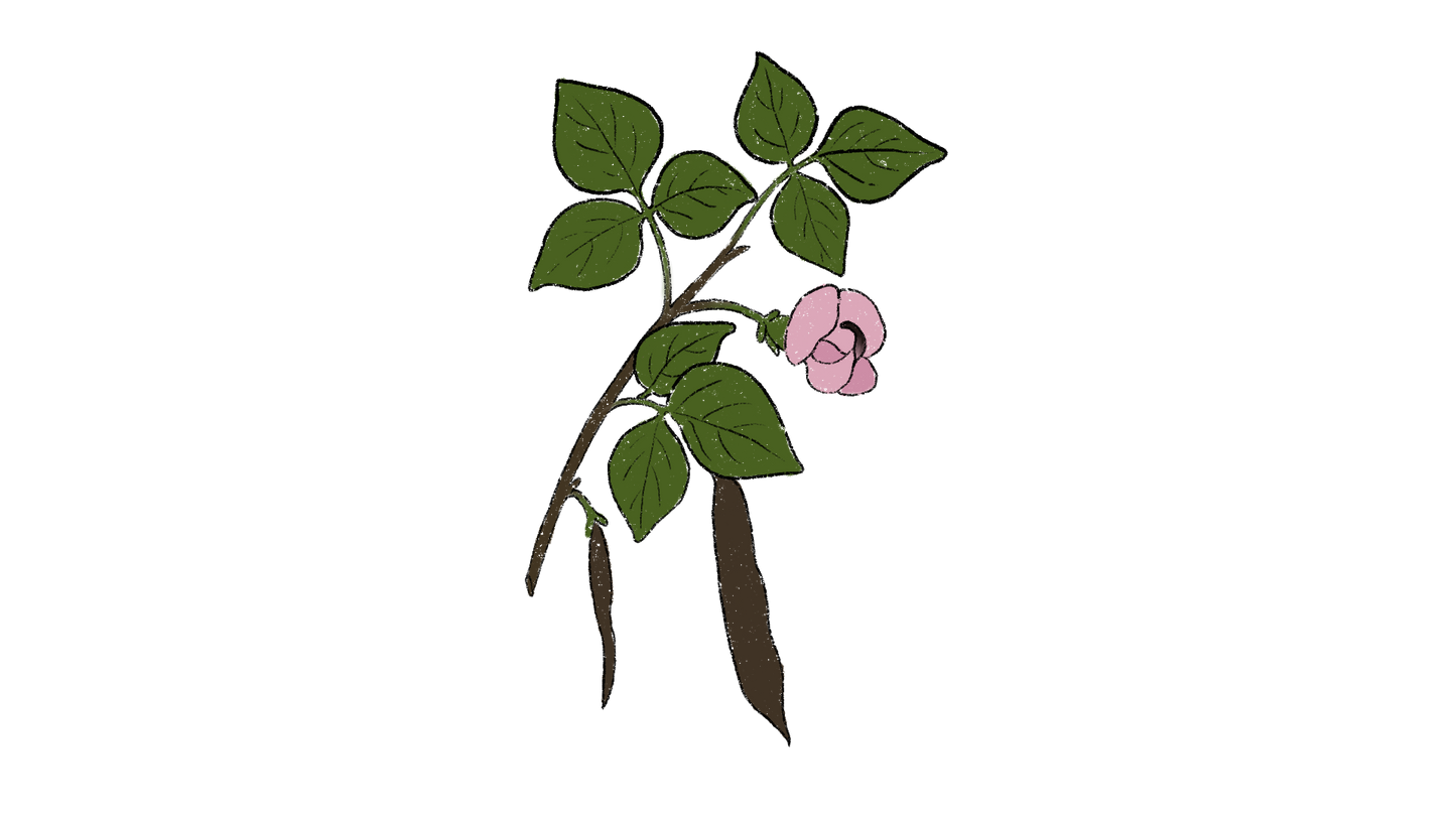 Trailing Fuzzy Bean ~ Strophostlyes Helvola