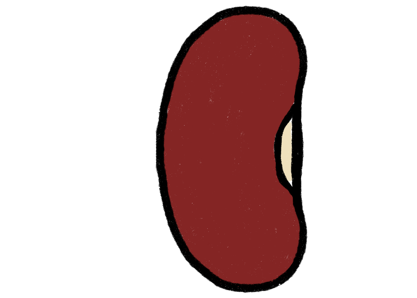 Hispanic Red Bean ~ Phaseolus Vulgaris