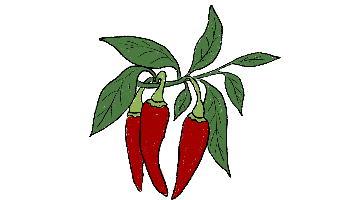 New Mexican Red Chili Pepper ~ Capsicum Annum