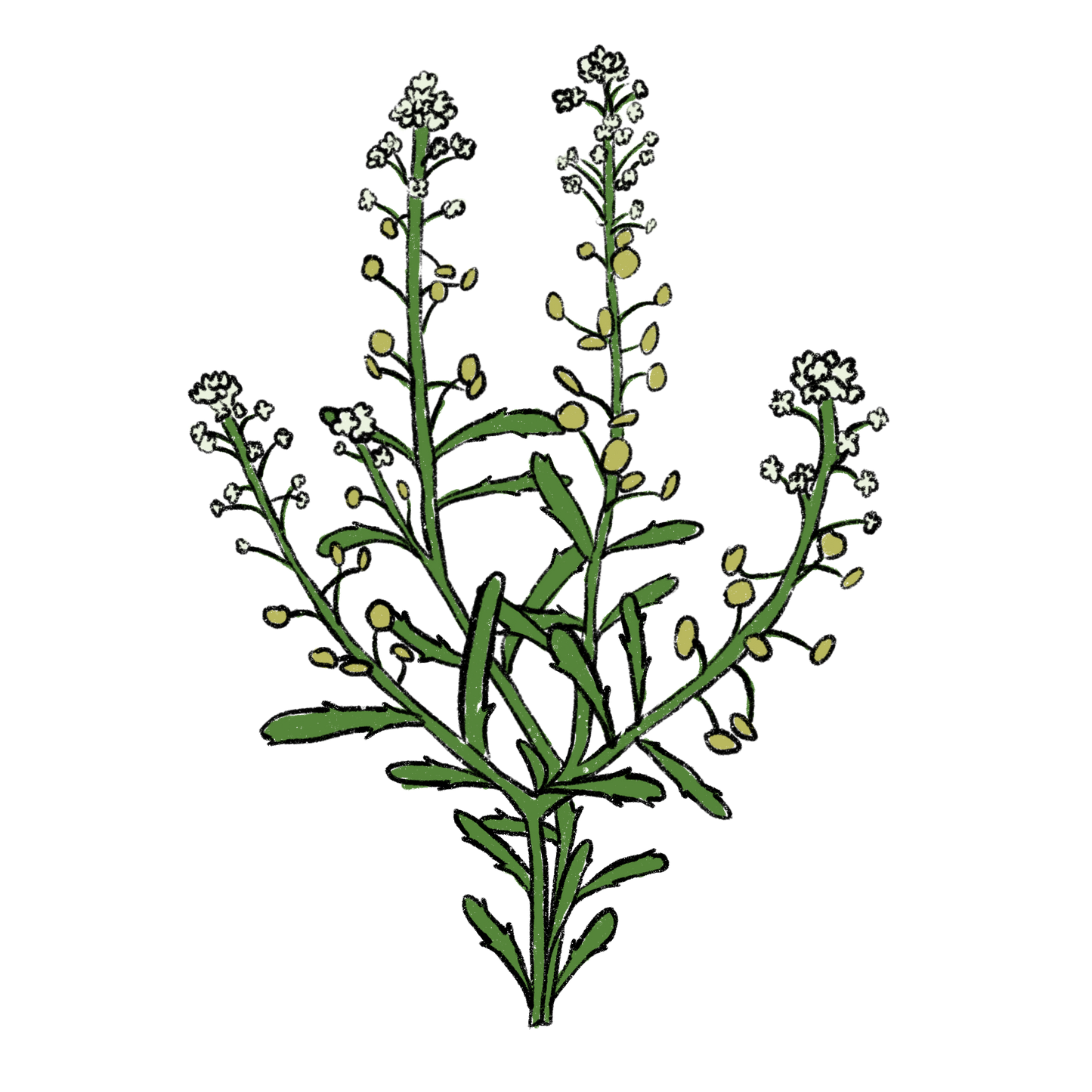 Common Pepperweed ~ Lepidium Virginicum