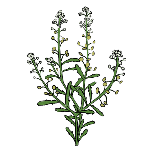 Common Pepperweed ~ Lepidium Virginicum