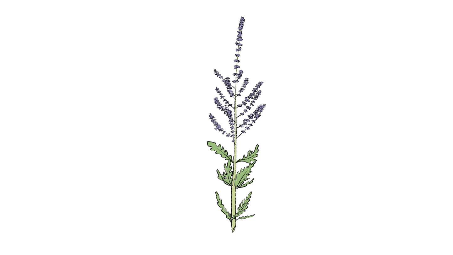 Pervoskia ~ Salvia Yangii