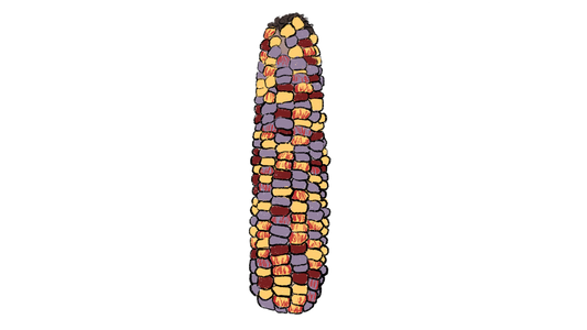 Rainbow Sweet Corn ~ Zea Mays