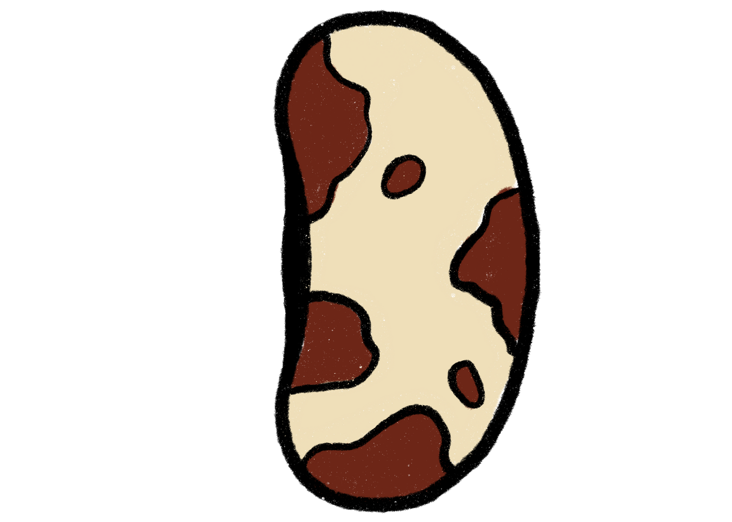 Anasazi Cave Bean ~ Phaseolus Vulgaris