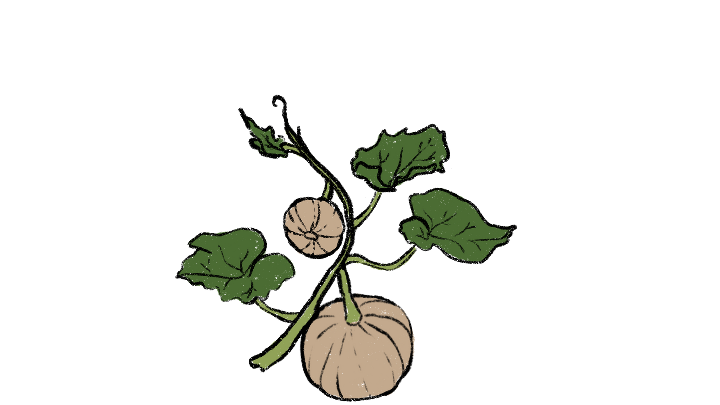 Seminole Pumpkin ~ Cucurbita Moschata