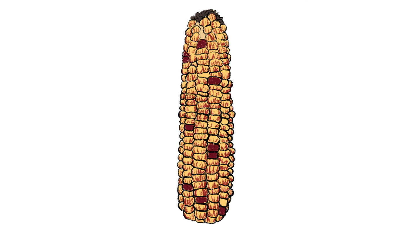 Seneca Red Stalker Corn ~ Zea Mays