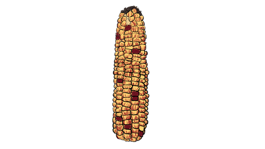 Seneca Red Stalker Corn ~ Zea Mays