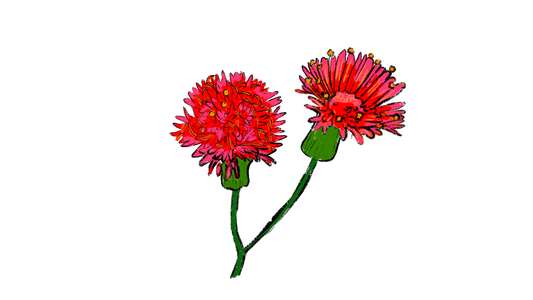 Gulf Coast Tassel Flower ~ Emilia Fosbergii